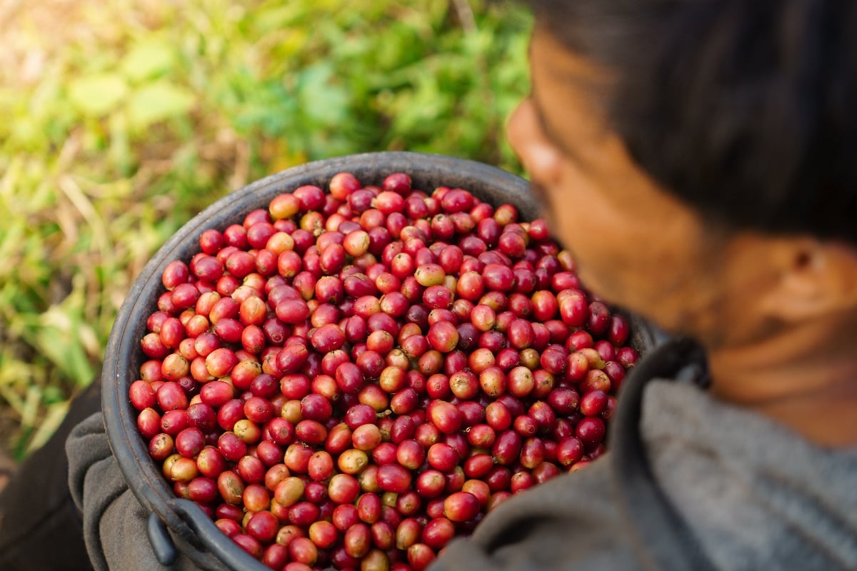 Coffee harvest in Maersk farm (full of cherries)