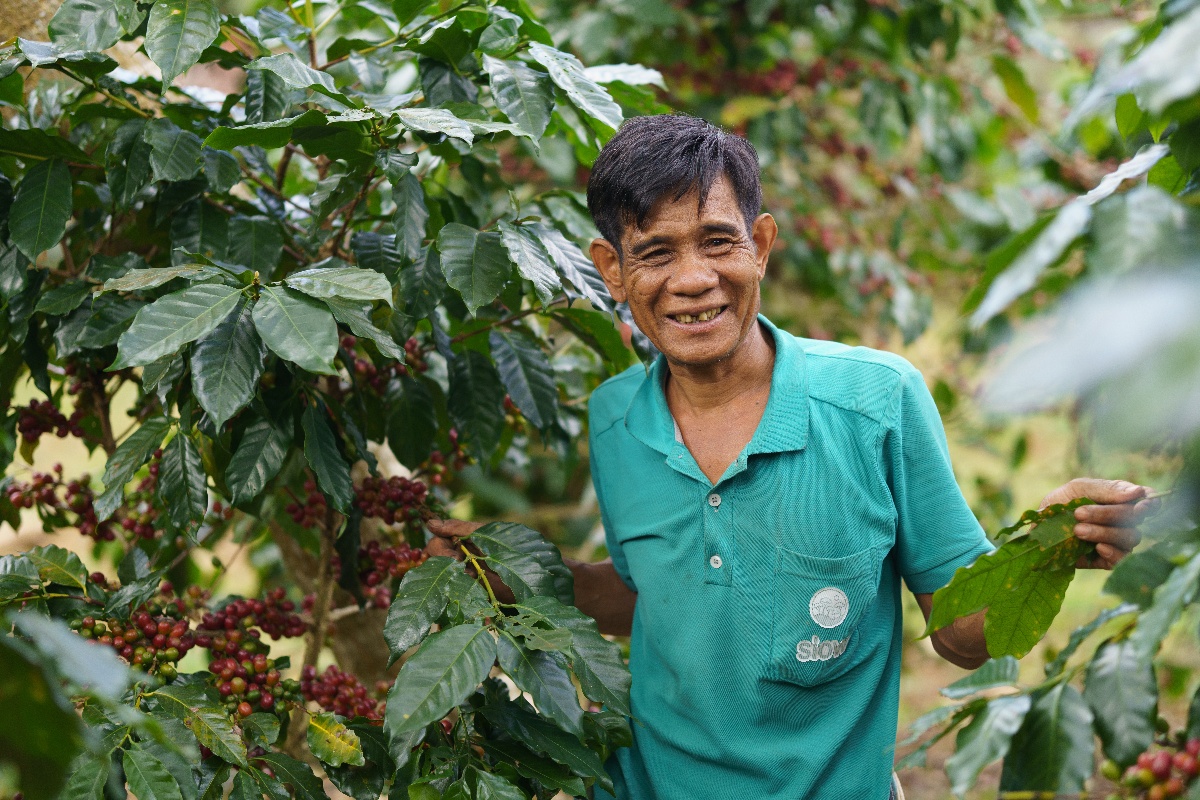 Picking Coffee with Mr. Visay Huaywaiy in his village