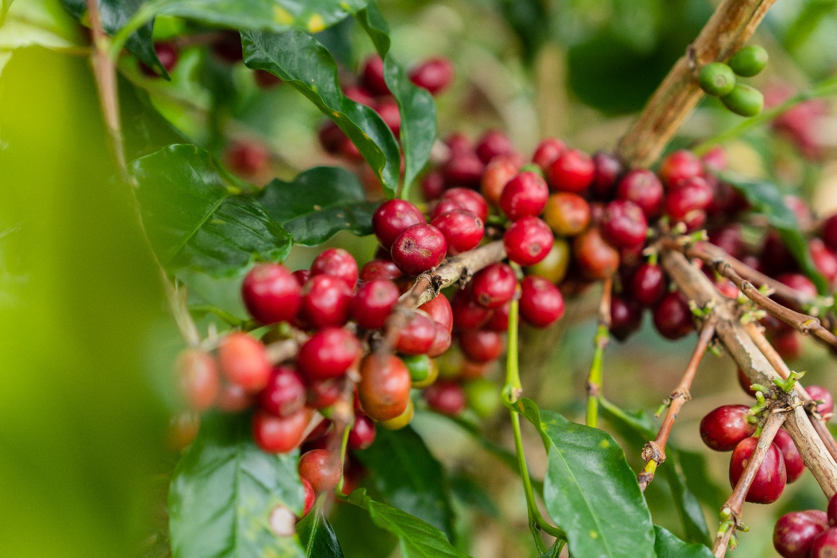 Ripe Coffee cheries in Slow Forest